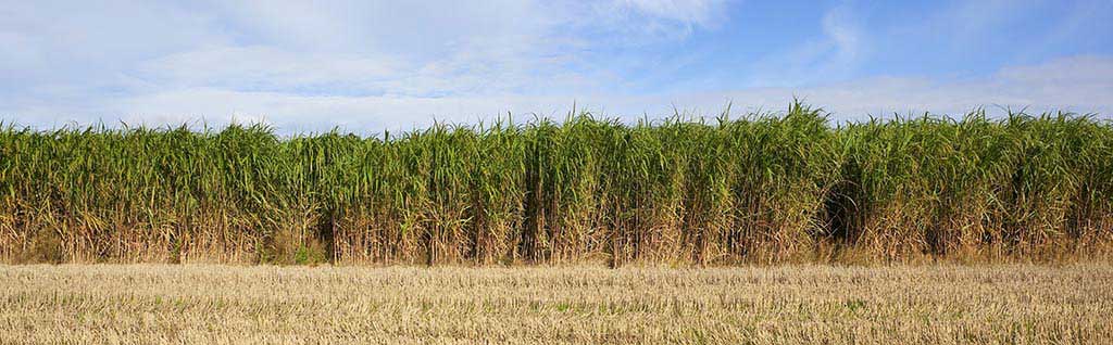 Agriculture miscanthus