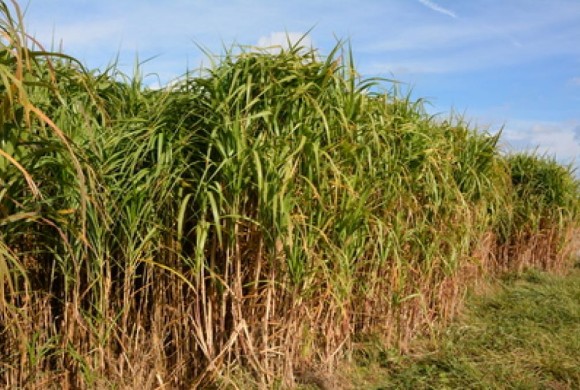 Le miscanthus, l’autonomie énergétique