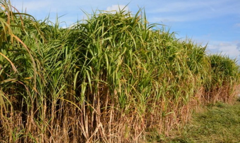 Le miscanthus, l’autonomie énergétique